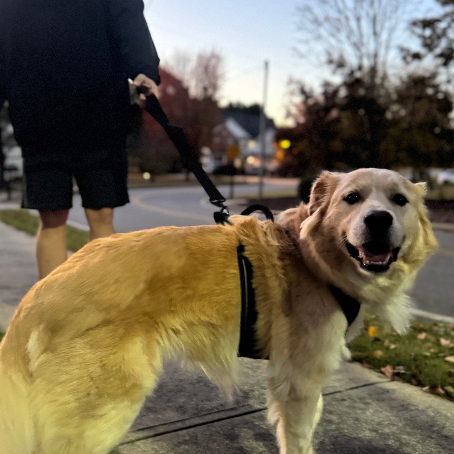 🇺🇸 American-Made Conductor Series B.E.A.S.T. Dog Leash – 6ft HD